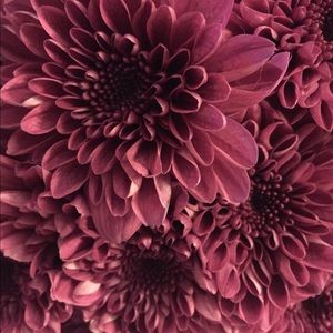 Meet your Posher, Holly